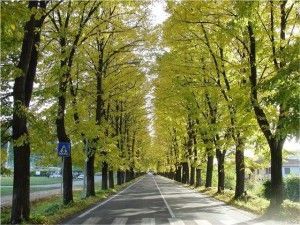 COMUNICAZIONE ALLA CITTADINANZA – Chiarimenti sulla manutenzione delle alberature